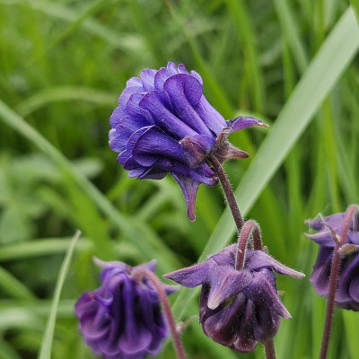 Aquilegia vulgaris Biedermeier violettblau 20240504_183232.jpg