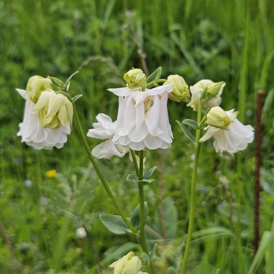Aquilegia vulgaris Biedermeier weiß 20240504_183245.jpg