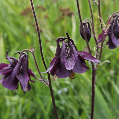 Aquilegia vulgaris dunkel purpur 20240504_183353.jpg