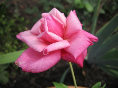 gen.schabliine_8-2008_Small.JPG