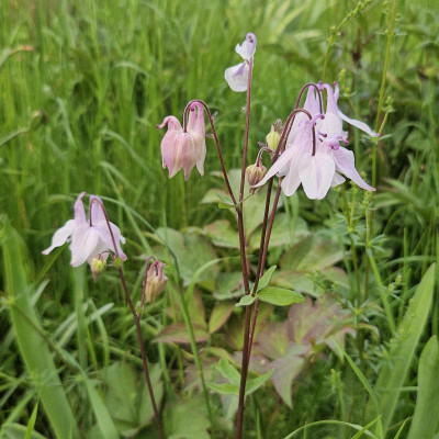 Aquilegia vulgaris hell rosa 20240504_182459_001.jpg