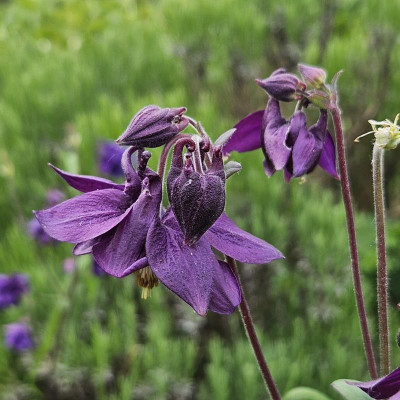 Aquilegia vulgaris purpur 20240504_183313.jpg