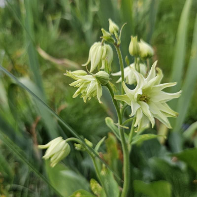 Aquilegia vulgaris var. stellata Double White Barlow 20240504_182656.jpg