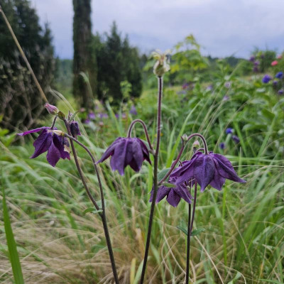 Aquilegia vulgaris var. stellata dunkel violettblau 20240504_183201.jpg