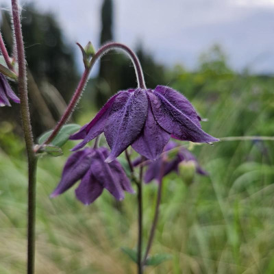 Aquilegia vulgaris var. stellata dunkel violettblau 20240504_183206.jpg