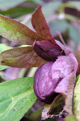 helleborus_rot.jpg