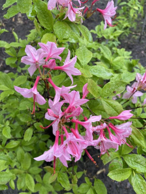 Azalea prinophyllum May 2024jpg.jpg