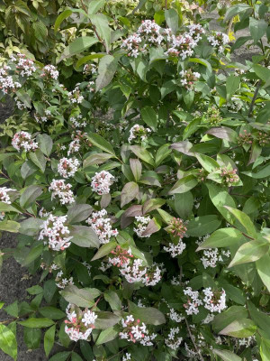 Abelia mosanensis Mai 2024.jpg