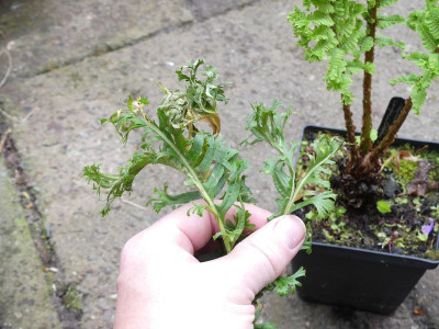 2024-05-05 Polypodium glycyrrhiza Lawrence Crocker'.jpg