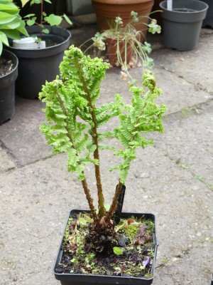 2024-05-05 Athyrium f.-f. Congestum Cristatum ex. Judith Jones.jpg