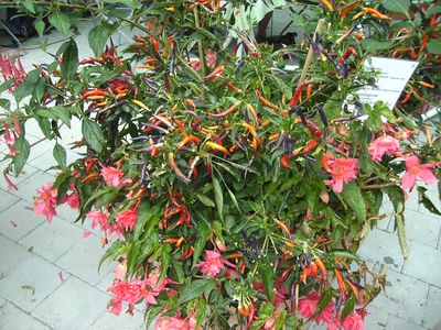 Lieblingsblumentopf.jpg