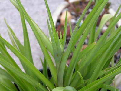 Tuberose.jpg