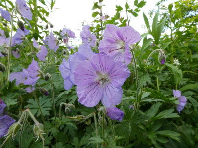 Geranium regelii Blüte.JPG