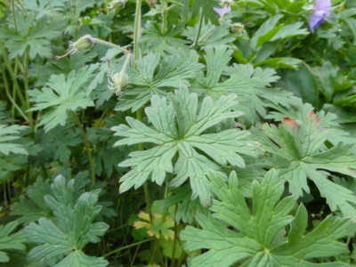 Geranium regelii Laub.JPG