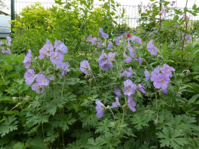 Geranium regelii ganz.JPG