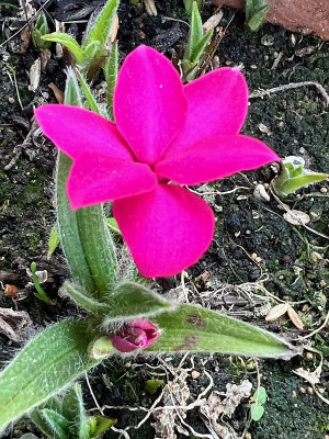 2024-05-05 Rhodohyp. no name.jpg
