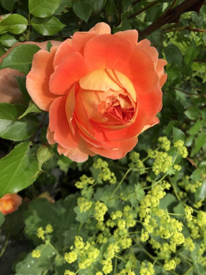 IMG_6584.jpeg