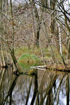 weiher.jpg