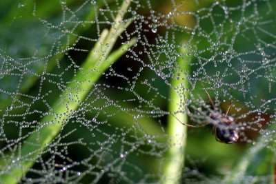 Spinnennetz-mit-Tautropfen.jpg