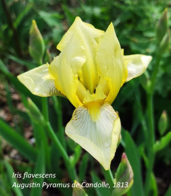 I_flavescens_20240505_172544_B.jpg