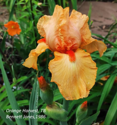 I_Orange_Harvest_20240505_155637_B.jpg
