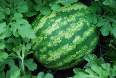 Wassermelone_04.08.08.jpg