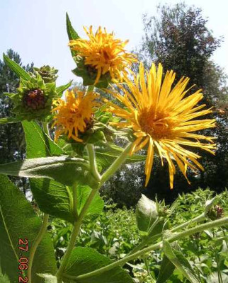 Inula_magnifica__...schmiding.jpg