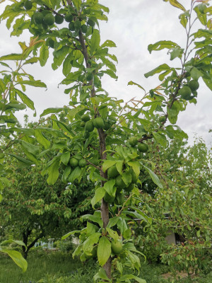 Pluot 20240505.jpeg