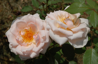 Claire_de_Lune_0010_DSC_4982.jpg