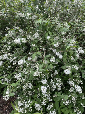 Deutzia magnifica Nancy Mai 2024 1.jpg