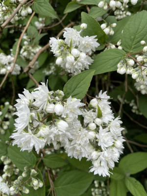 Deutzia magnifica Nancy close up Mai 2024.jpg