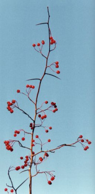 Crataegus_succulenta_Fruchte_im_OBBY_Oktober04.jpg
