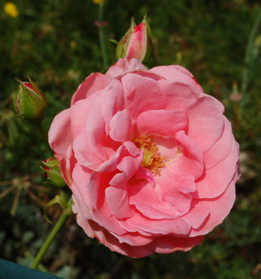 Lawinia_0010_DSC_4948.jpg