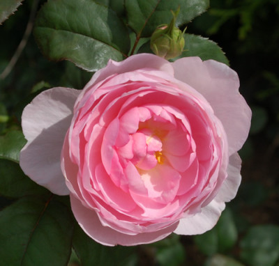 Scepter_dIsle_DSC_4976.jpg