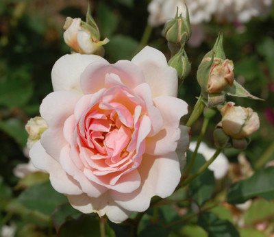 Felicia_DSC_4978.jpg