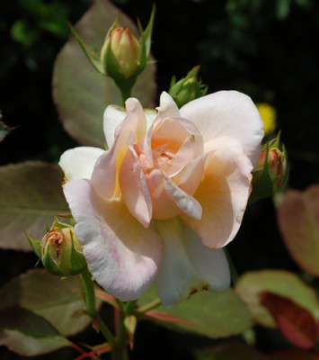 Gruss_an_Aachen_0010_DSC_4953.jpg