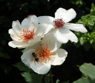 White_Wings_0010_DSC_4951.jpg