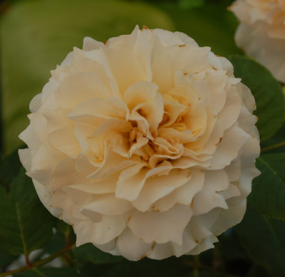 Swan_0010__34931.jpg