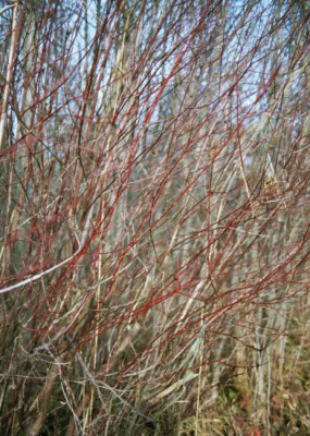 cornus_sanguinea.jpg