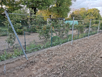 Tomaten Rankgerüst Doppeldrahtpfosten.jpeg