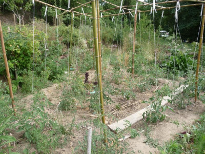 Tomatengestell.jpg