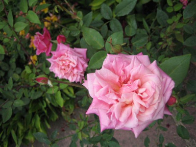 IMG_3363_Small.JPG