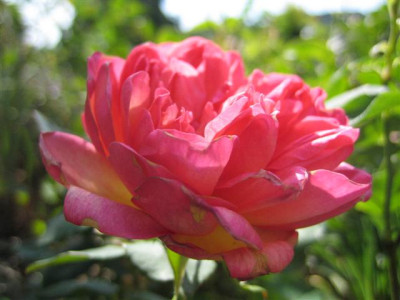 IMG_3372_Small.JPG