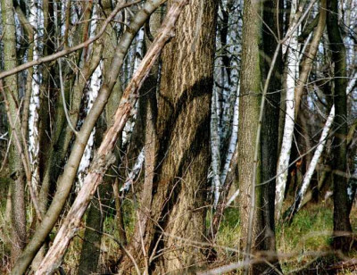 stamme_im_bruchwald.jpg