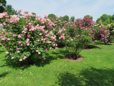 volksgarten.JPG