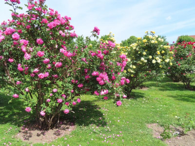 volksgarten2.JPG