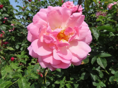 volksgartenbluete1.JPG