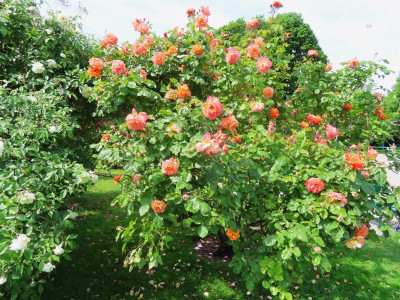 volksgartenorange.JPG