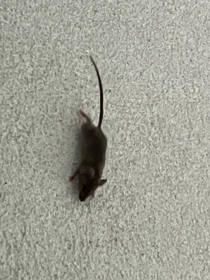 IMG_3075.jpeg