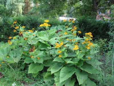 IMG_0781_Telekia.jpg
